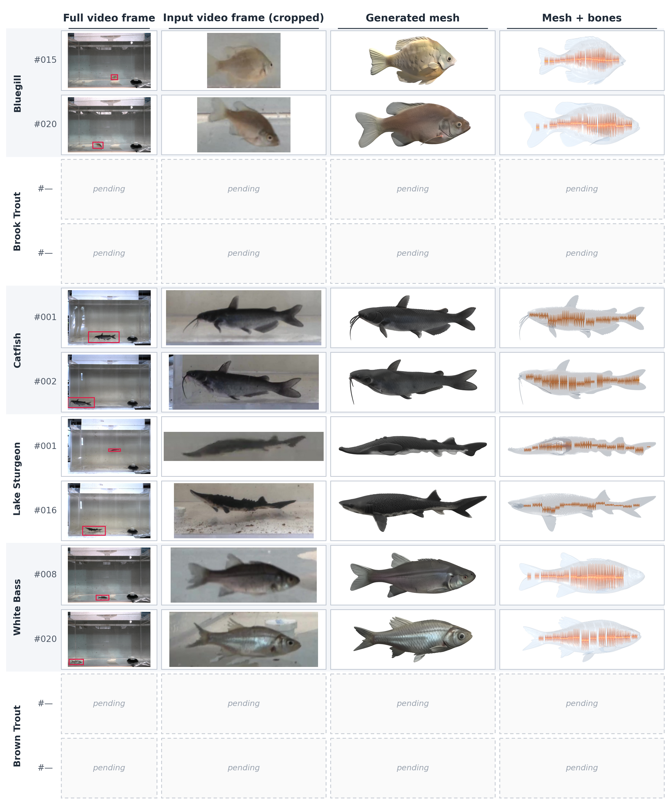 Dataset display showing full video frames, cropped fish frames, generated meshes, and mesh-bone structures