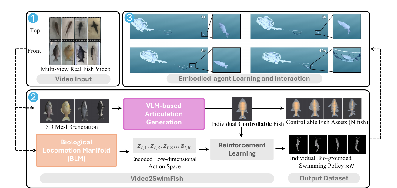 Overview of the Video2SwimFish pipeline